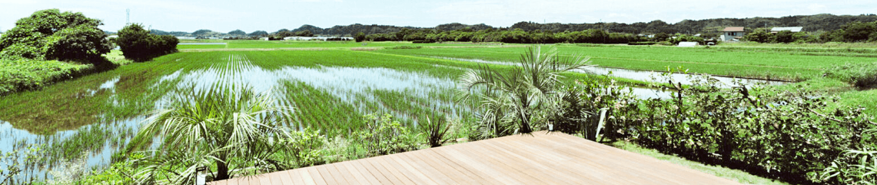 Sawah torami｜株式会社OZZY